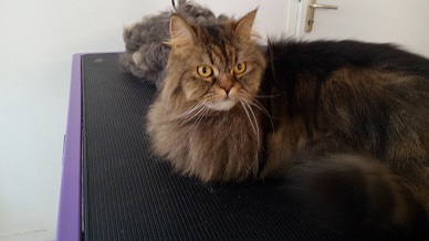 Démêlage chat